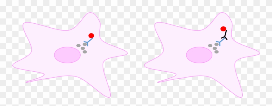 Direct Vs Indirect Detection - Immunofluorescence Clipart