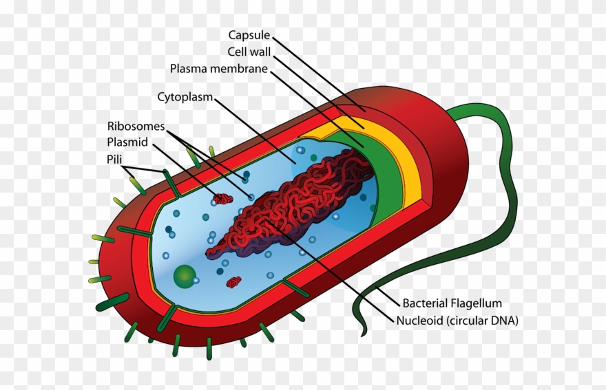 Pathogens Body Systems Bacteria - Prokaryotic Cell Diagram Clipart