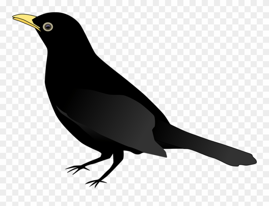 Chimney Swift Bird Clipart Vector Clip Art Online Royalty - Blackbird Clipart - Png Download
