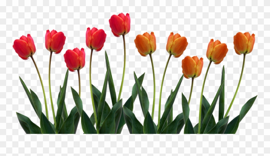 Clip Art Images Of Tulip Clipart - Tulips Png Transparent Png