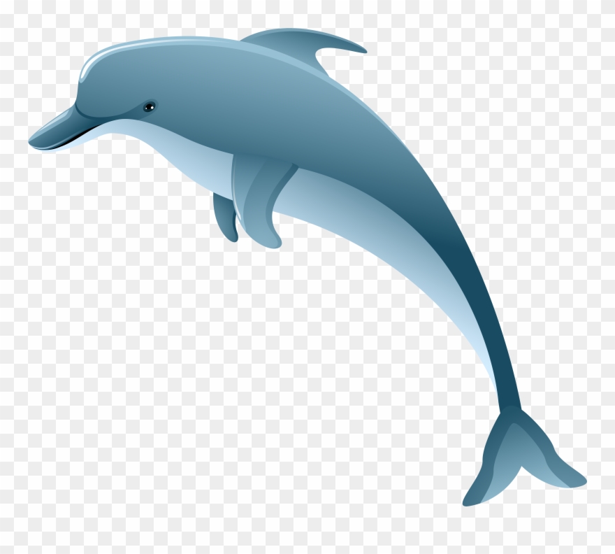 Collection Of Dolphin Transparent Background High Clipart