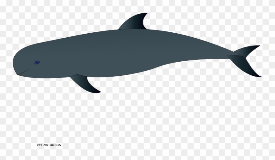 Whale Clip Art - Tucuxi - Png Download