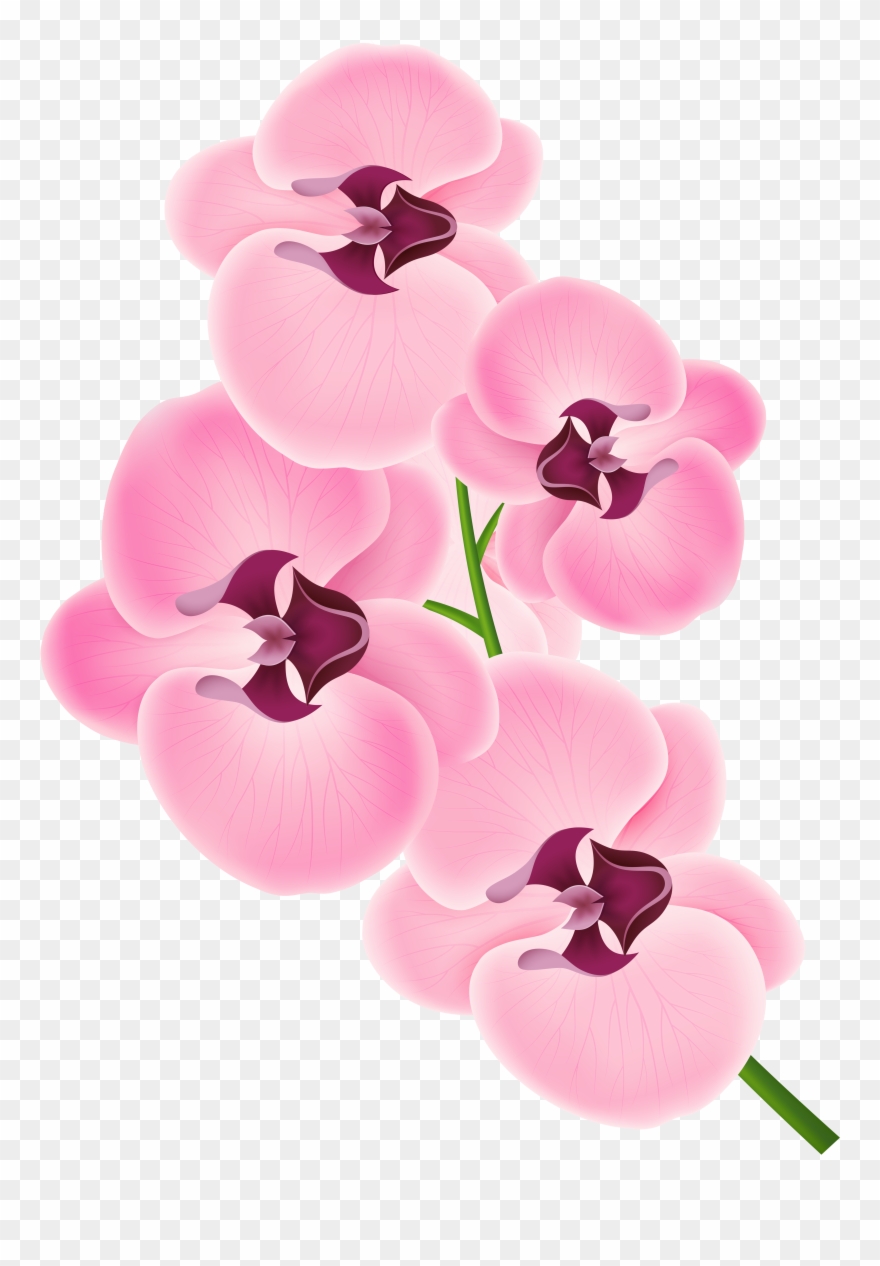 Spa Orchid - Pink Orchid Clipart Png Transparent Png