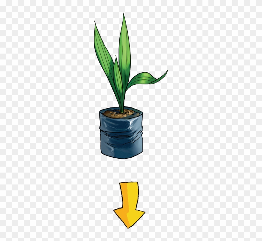 Edupalm From Beginning To End Only Healthy - Anak Pokok Clip Art - Png Download