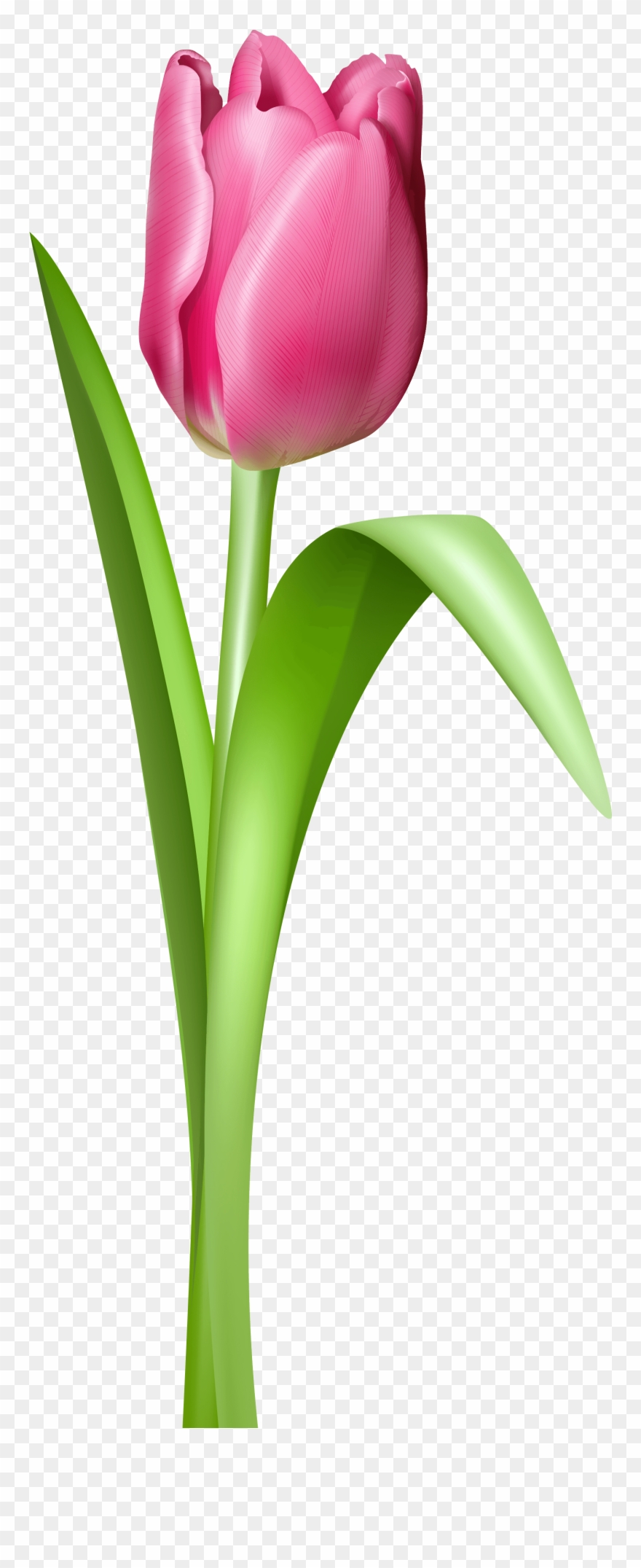 Free Clip Art Flowers Tulips Free Tulip Clipart Free - Tulip Transparent Background - Png Download