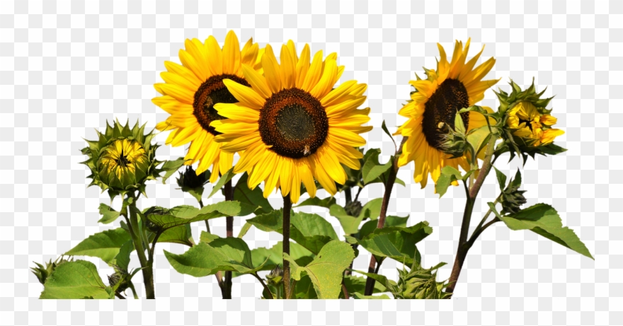 Common Sunflower Clip Art Transprent Png Free Transparent Png
