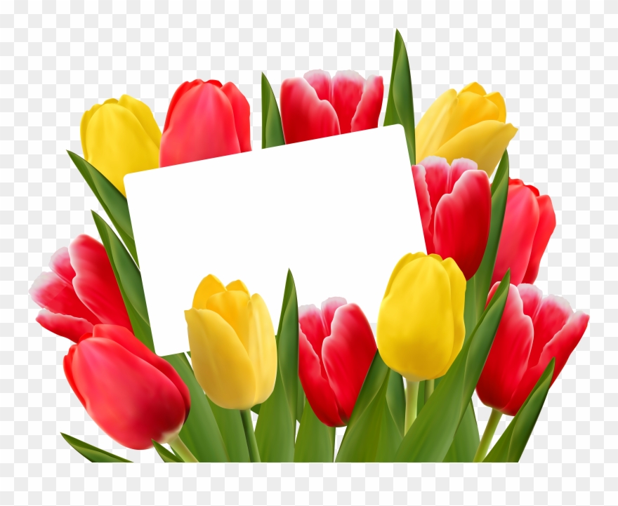Red And Yellow Tulips Png Clipart