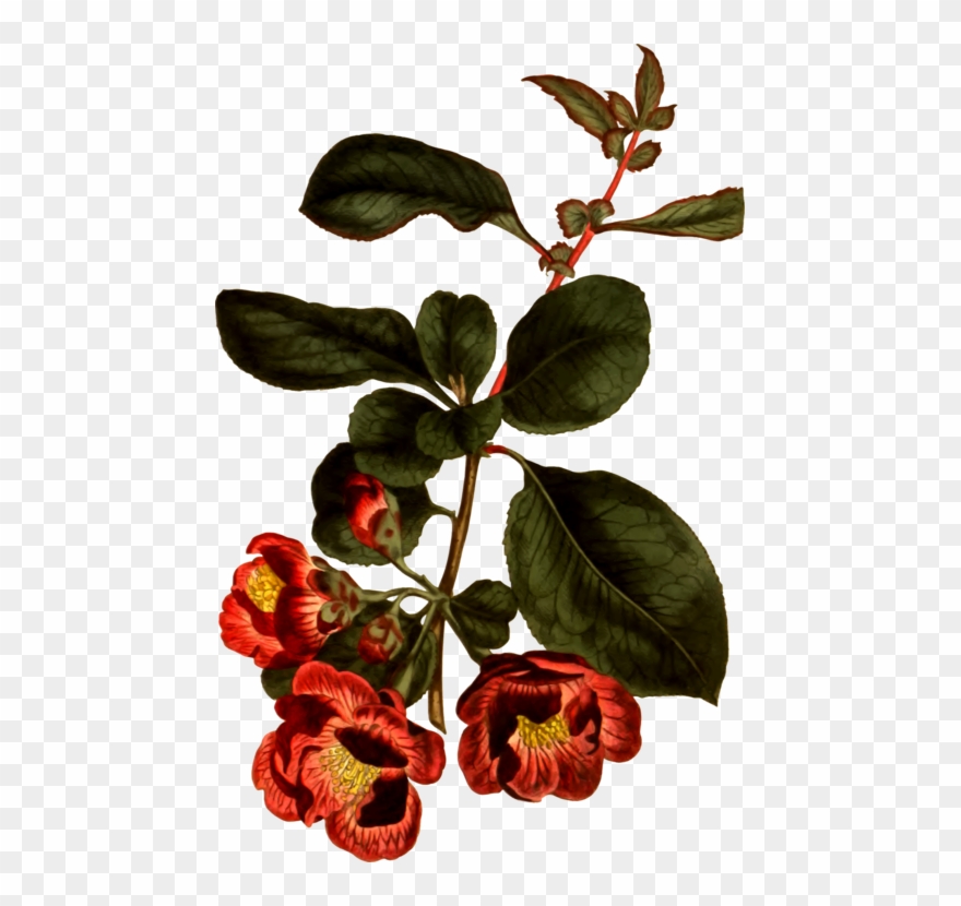 Flower Botanical Prints Botany Drawing Tulip - Giclee Painting: Vision Studio's Floral Gems I, 22x18in. Clipart