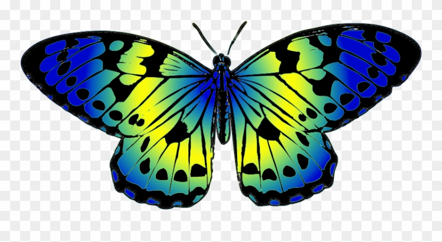 Top 87 Butterfly Clip Art - Butterfly Blue And Yellow - Png Download