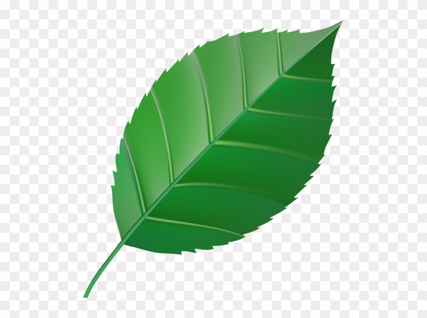 Green Leaf Transparent Clip Art Image - Green Color Clipart Leaf - Png Download