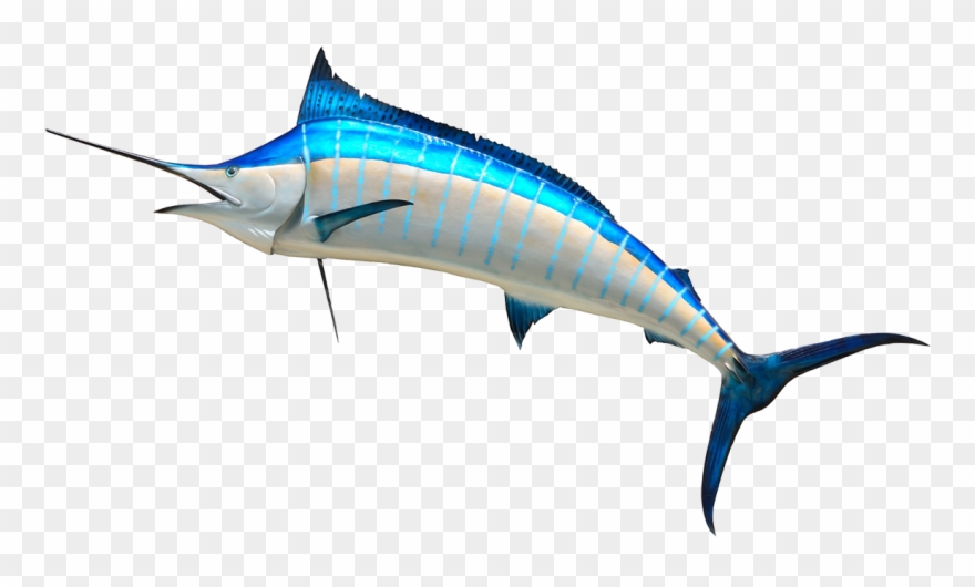 Fish Clip Art - Marlin Png Transparent Png
