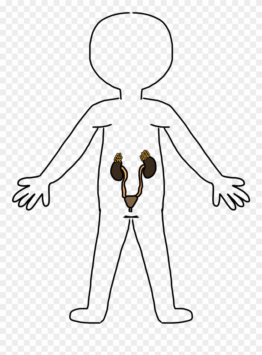 Skeletal System Clip Art - Body Systems Png Clipart Transparent Png