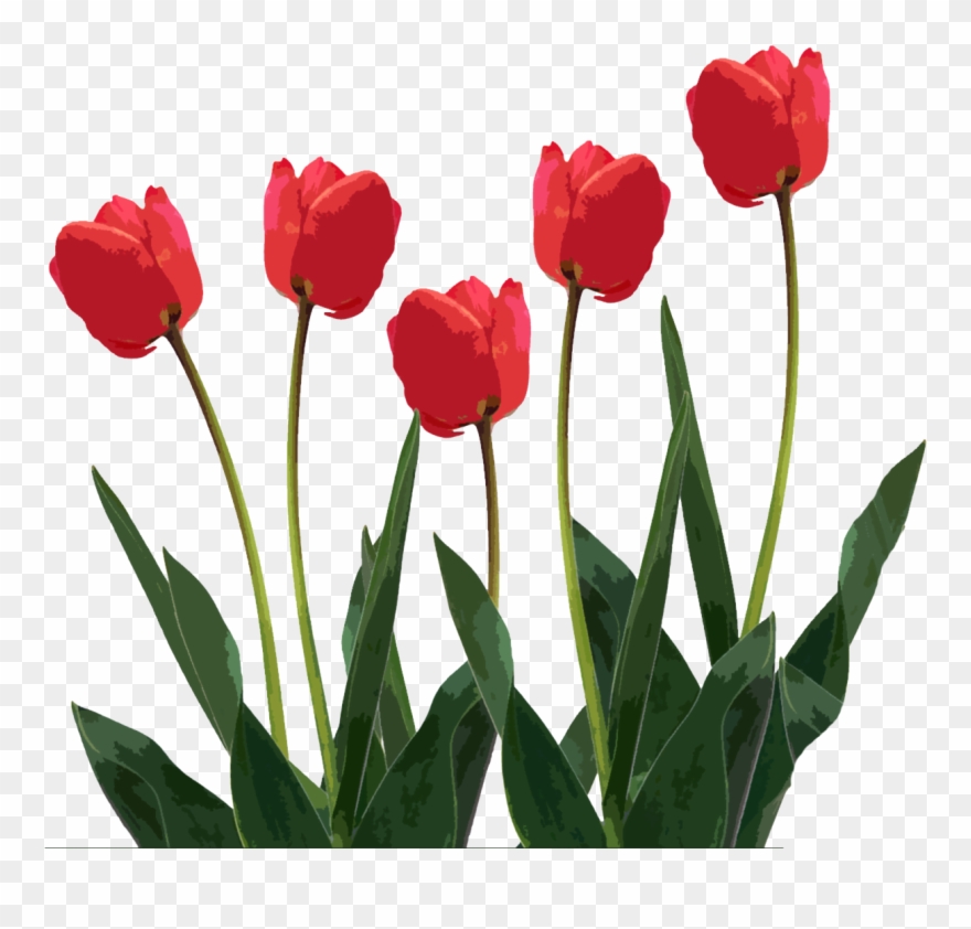 Tulips Png Clipart