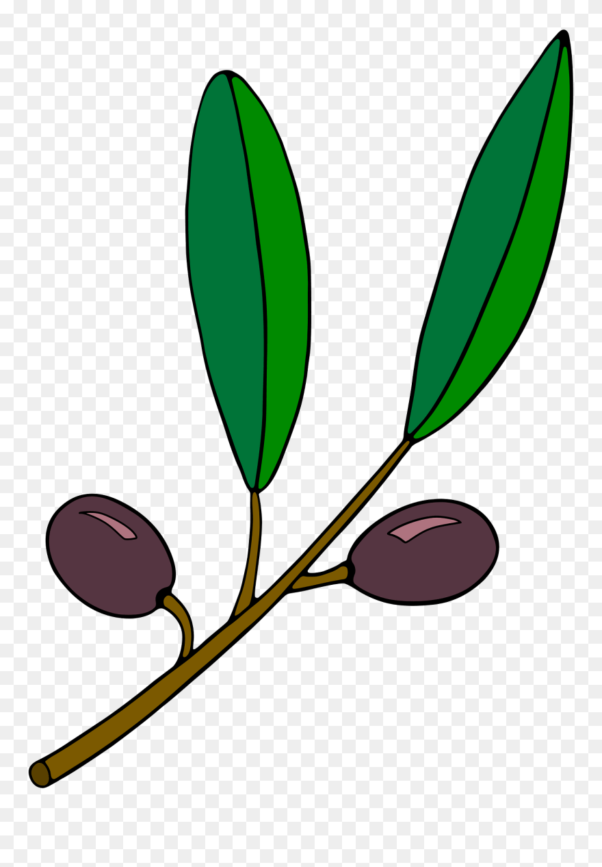 All Photo Png Clipart - Olive Branch Clip Part Transparent Png