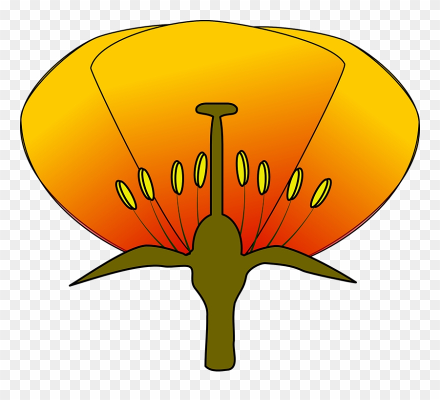 Simple Flower Diagram Clipart - Parts Of A Flower Png Transparent Png