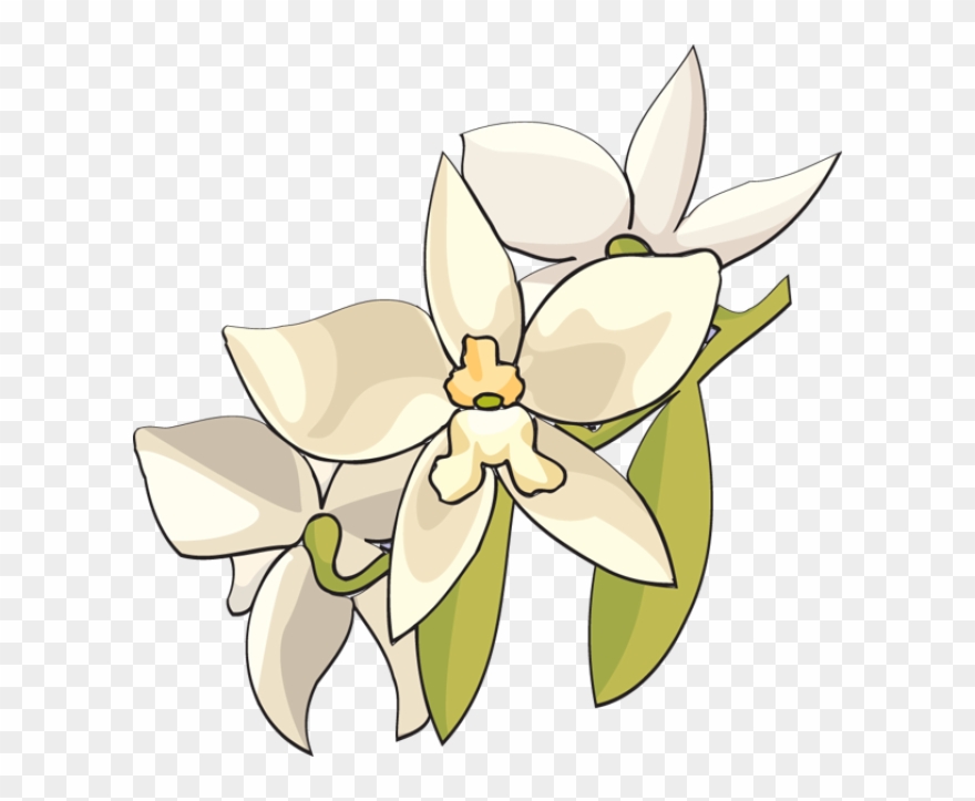 Beautiful Clip Art Of Flowers - White Orchid Clip Art - Png Download