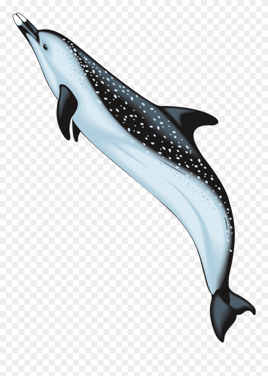 Яндекс - Фотки - Crazy Ocean Animals Clipart - Png Download