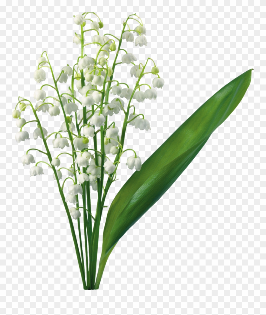 Transparent Lily Of The Valley Magnolia, Lily Of The - Lily Of The Valley Png Clipart