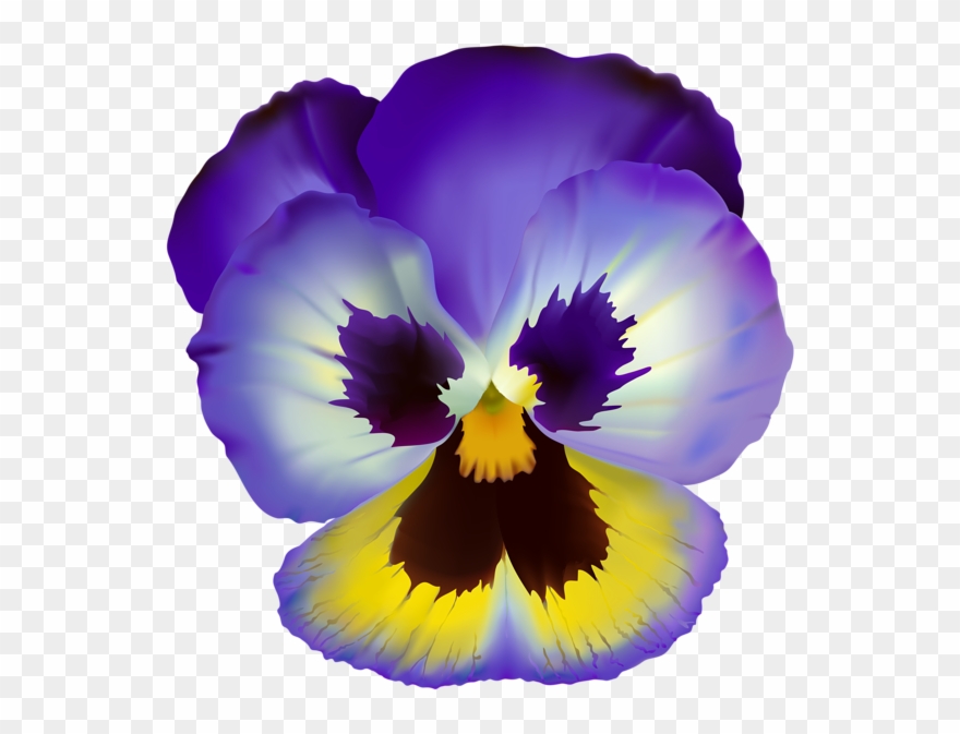Violet Flower Transparent Clip Art - Pansy Flower Clear Background - Png Download