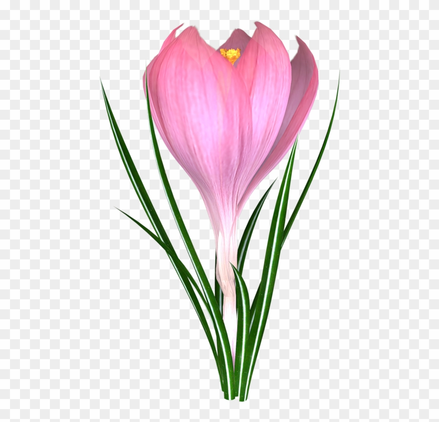 Яндекс - Фотки - Flower Clipart