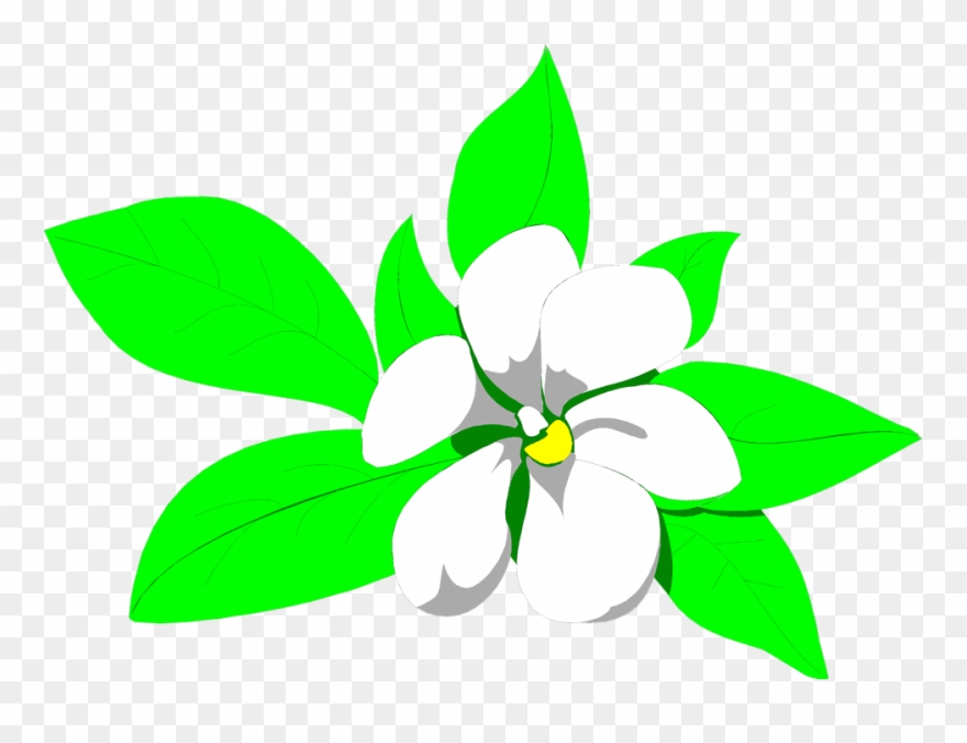 Free Stock Photos - Sampaguita Clipart Png Transparent Png