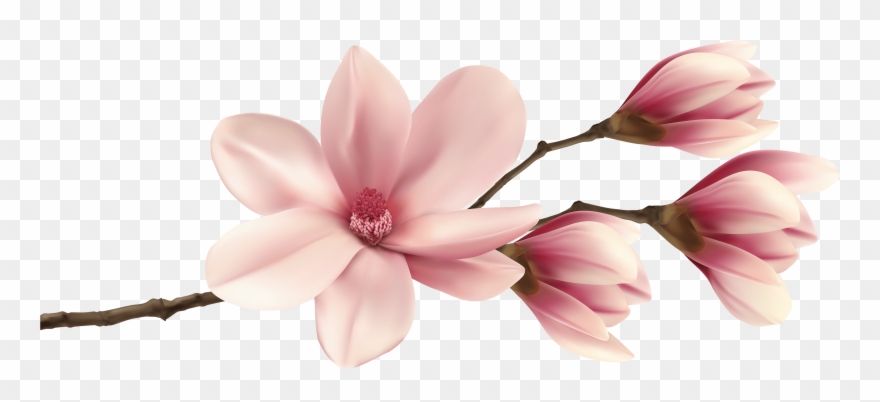 Spring Magnolia Branch Png Clip Art Image - Pink Magnolia Flower Png Transparent Png