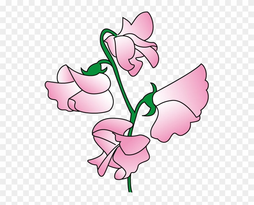 Sweet Pea Flower Clip Art - Sweet Pea Flower Design - Png Download