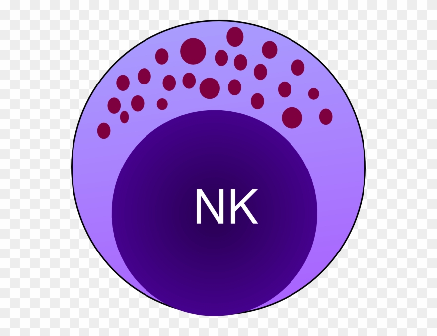 Natural Killer Cells Clipart - Png Download