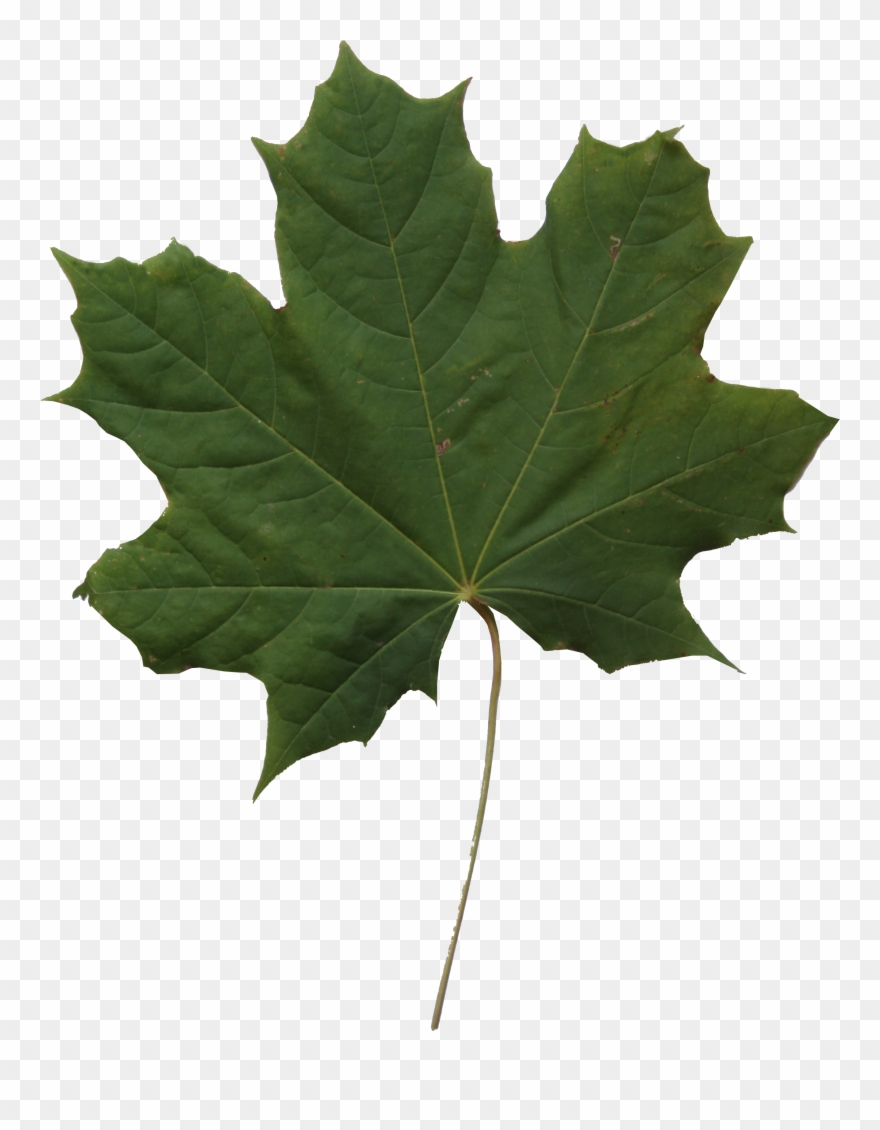 Leaf Texture Png Clipart