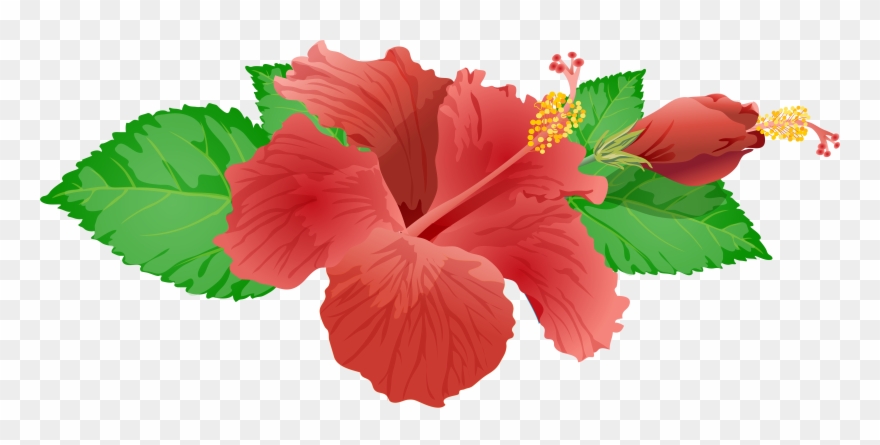 Red Flower Png Clip Art Image - Hibiscus Flower Png Transparent