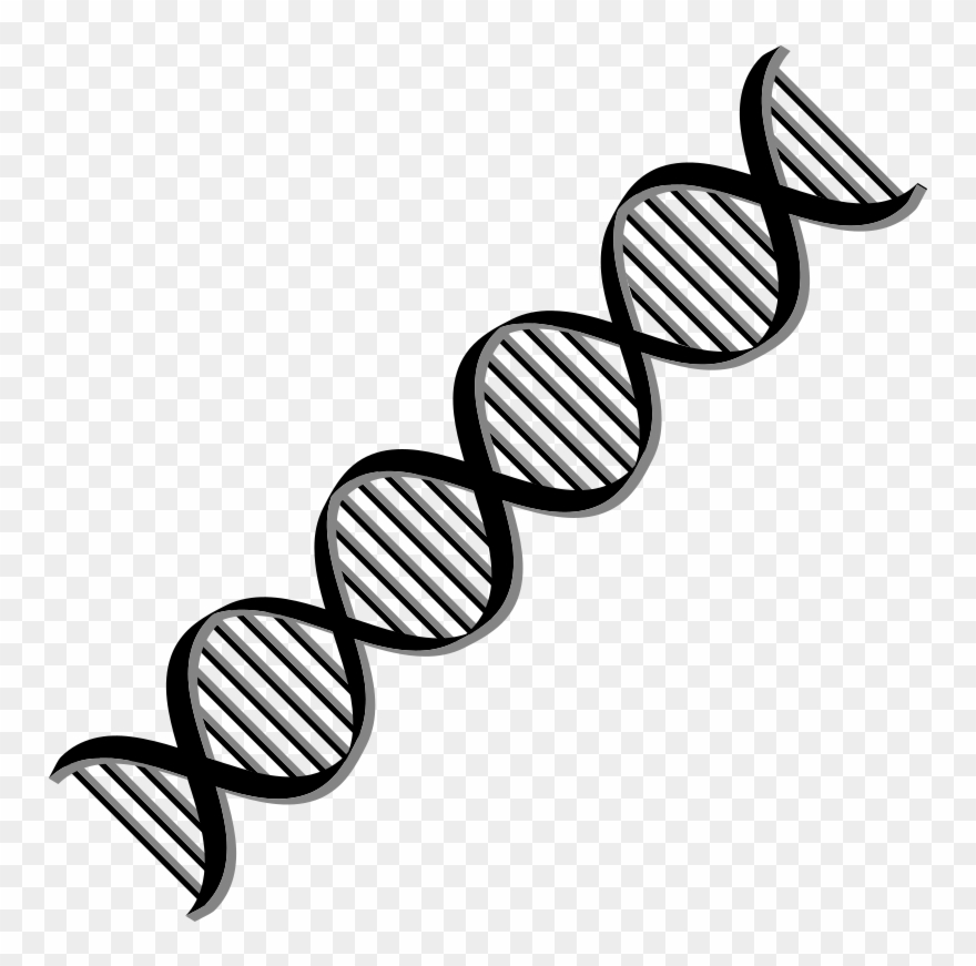 Transparent Black And White Dna Clipart - Dna Helix Black And White - Png Download