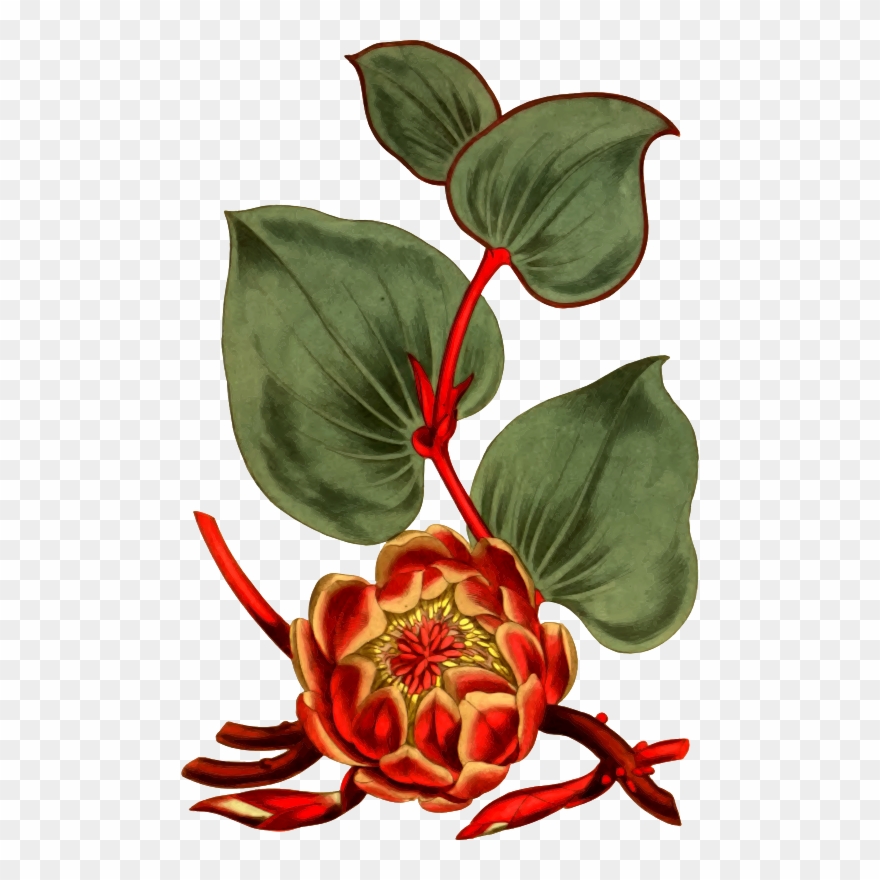 Floral Design Curtis's Botanical Magazine Drawing Flower - Protea Cordifolia T-shirt Clipart