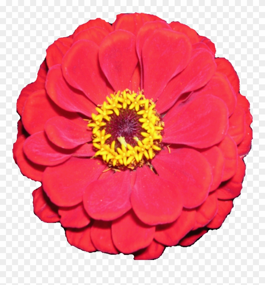 Flowers For Free Flower Clip Art Images - Flower Animation - Png Download