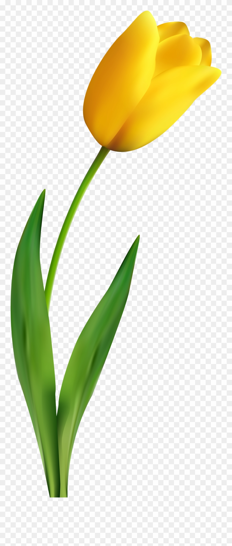 Banner Royalty Free Stock Transparent Clip Art Image - Yellow Tulip Transparent Background - Png Download