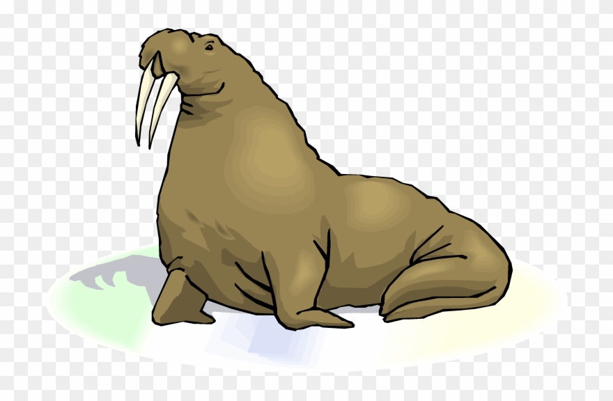 Walrus - Clipart - - Walrus With Transparent Background - Png Download