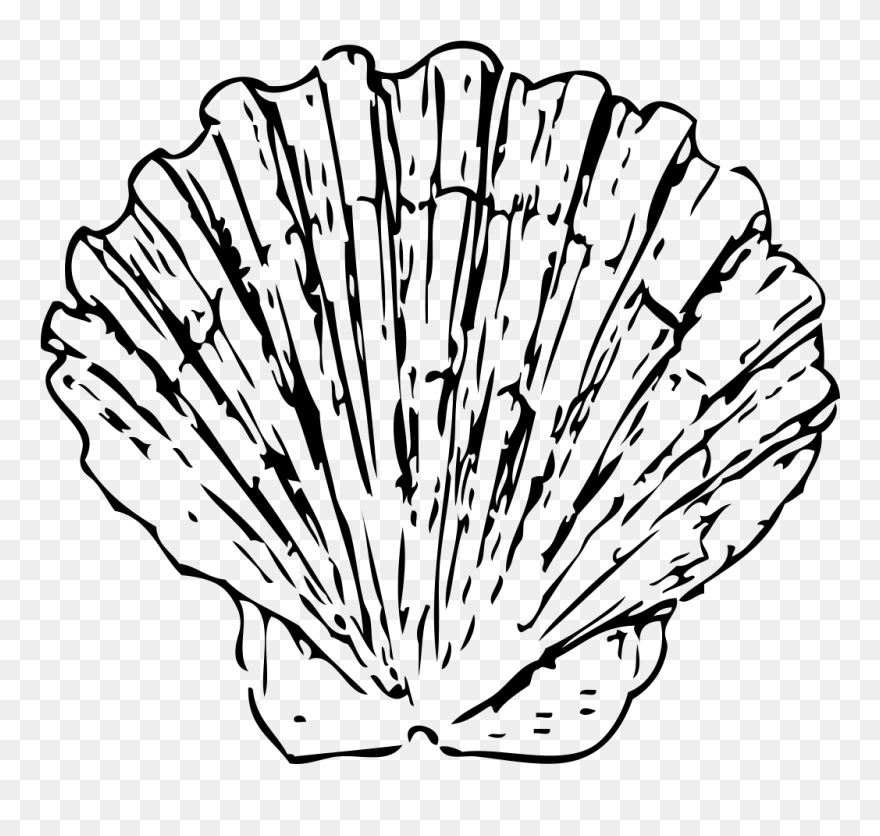 Shell Fish Clip Art Download - Shell Drawing Png Transparent Png