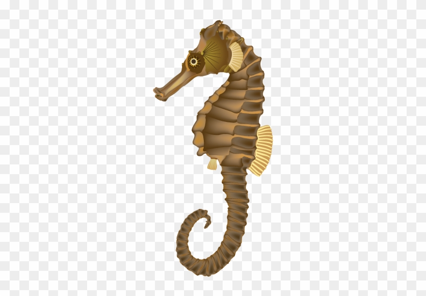 Sea Horse Images - Sea Horse Png Clipart