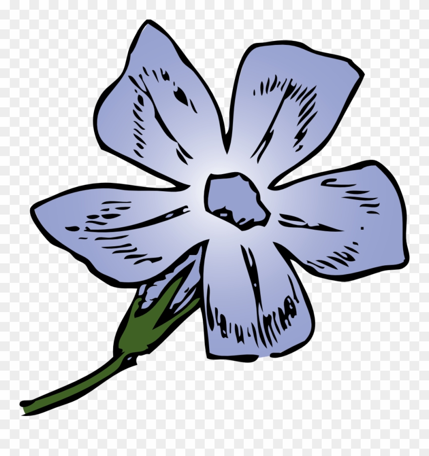 Clipart Resolution 983*1000 - Blue Periwinkle Flower Drawing - Png Download