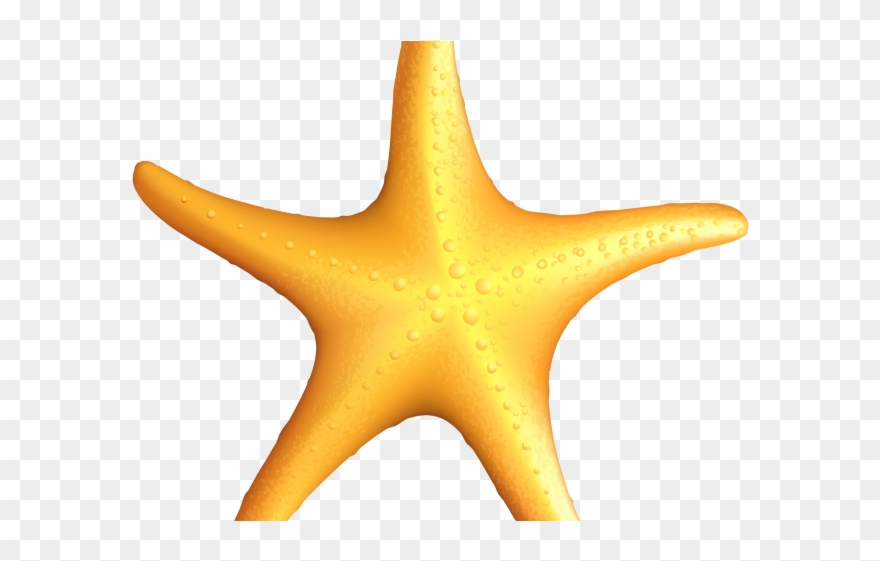 Seahorse Clipart Animals That Swim - Imagens De Estrelas Do Mar Em Png Transparent Png