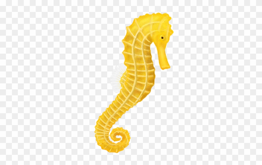 Seahorse Clipart Small Seahorse - 海馬 Png Transparent Png