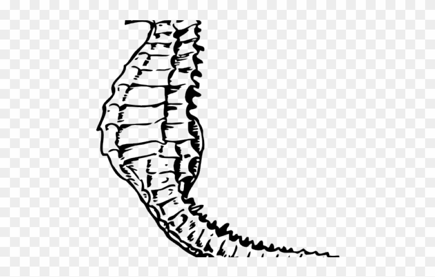 Seahorse Clipart Family - Black And White Seahorse - Png Download
