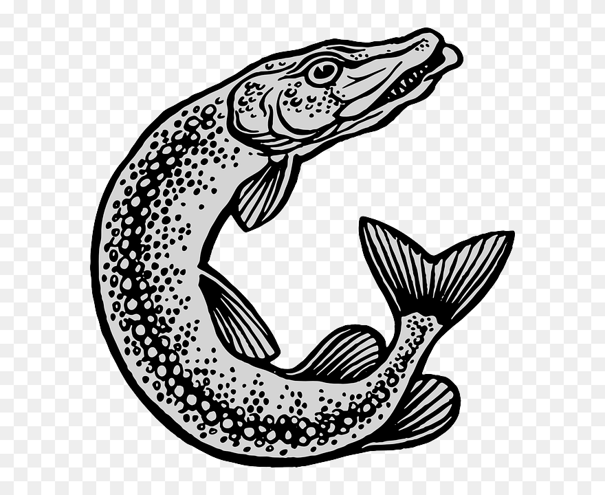 Fish And Fishing Equipment Clipart