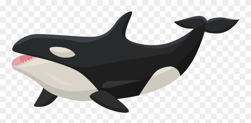 Transparent Orca Clipart - Png Download
