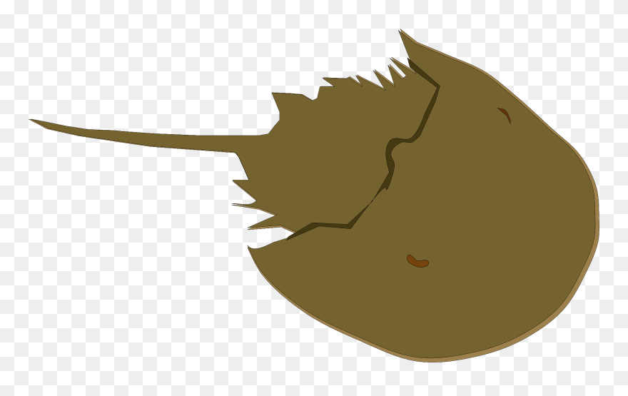 All Photo Png Clipart - Horseshoe Crab Clipart Transparent Background
