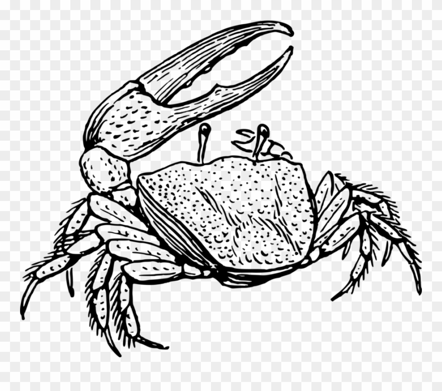 Fiddler Crab Drawing Decapoda Line Art - Fiddler Crab Drawing Clipart