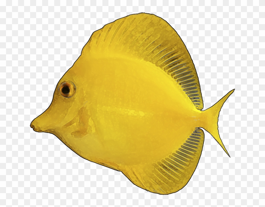 Yellow - Fish - Clip - Art - Transparent Background Yellow Fish Png
