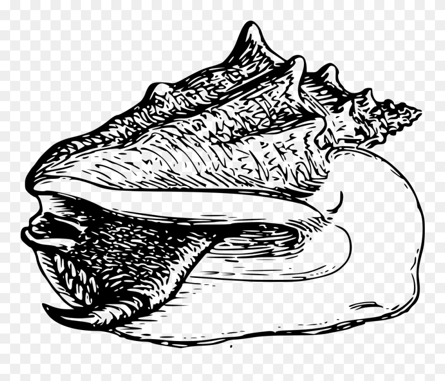 Windy Clipart Black And White - Conch Snail Clip Art - Png Download