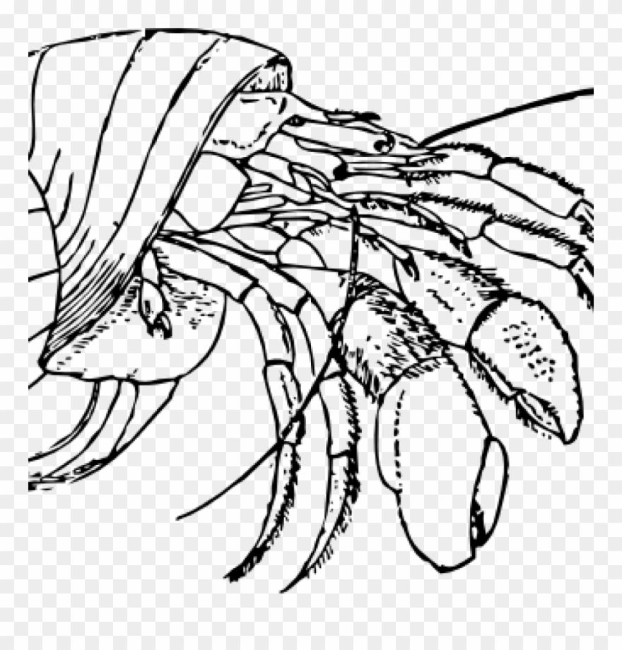 Crab Clipart Black And White Crab Clipart Black And - Hermit Crab Clipart Black And White - Png Download