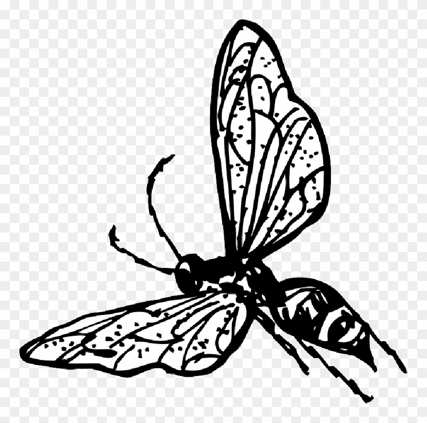 Drawn Fly Cartoon - Wasp Clip Art - Png Download
