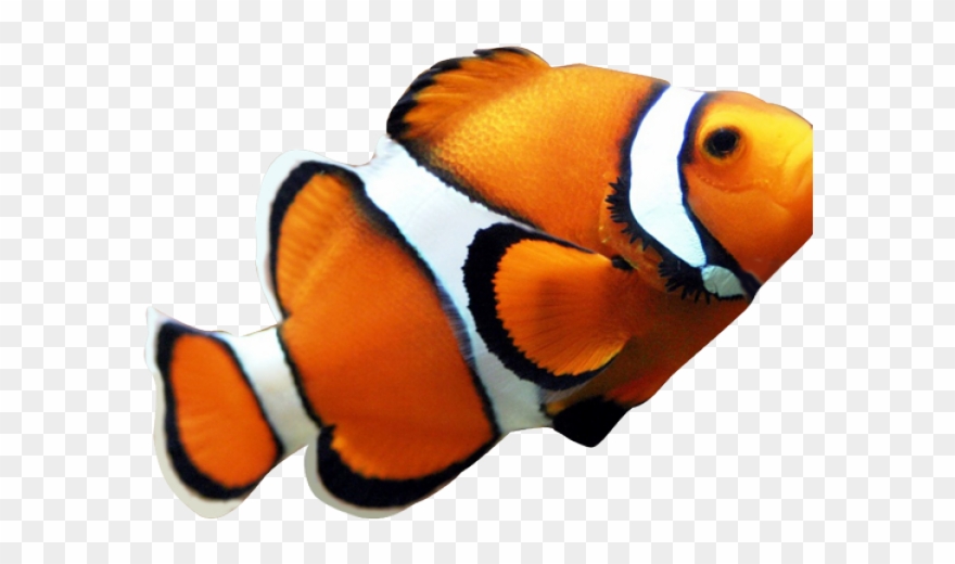 Clown Fish No Background Clipart